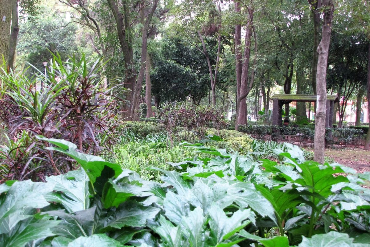 Vegetación_en_el_parque_España_en_la_Colonia_Condesa_México